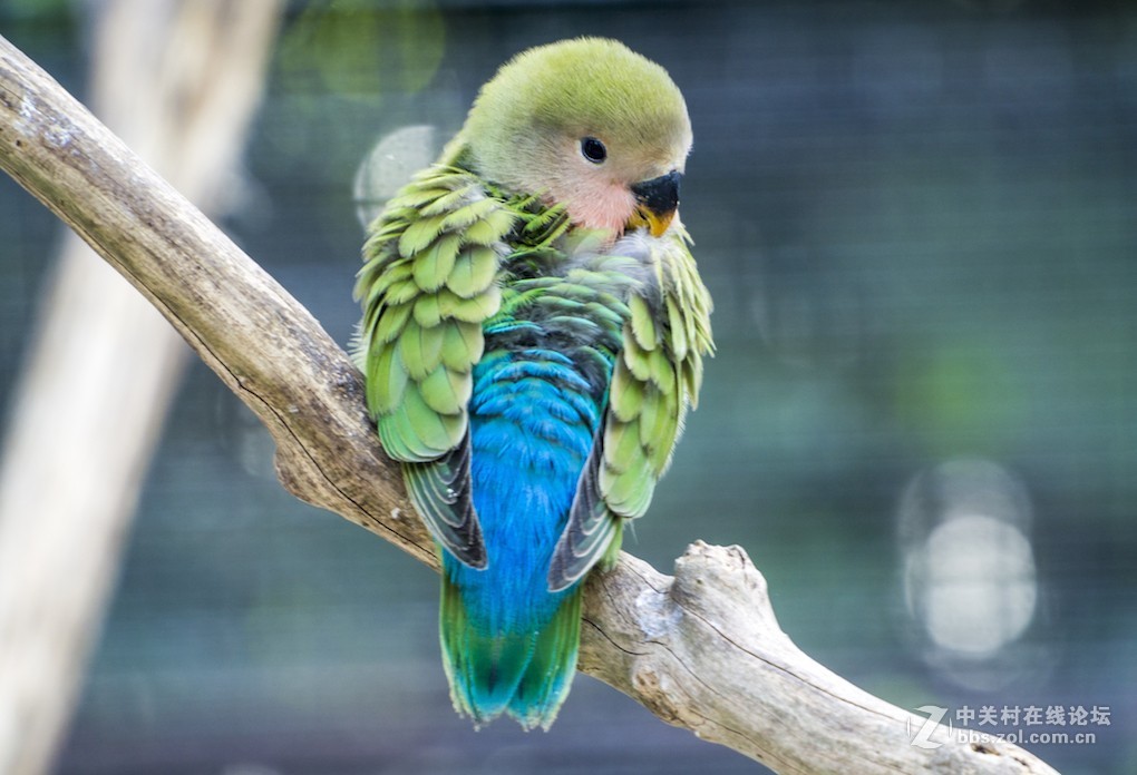 微单长焦镜拍摄体验