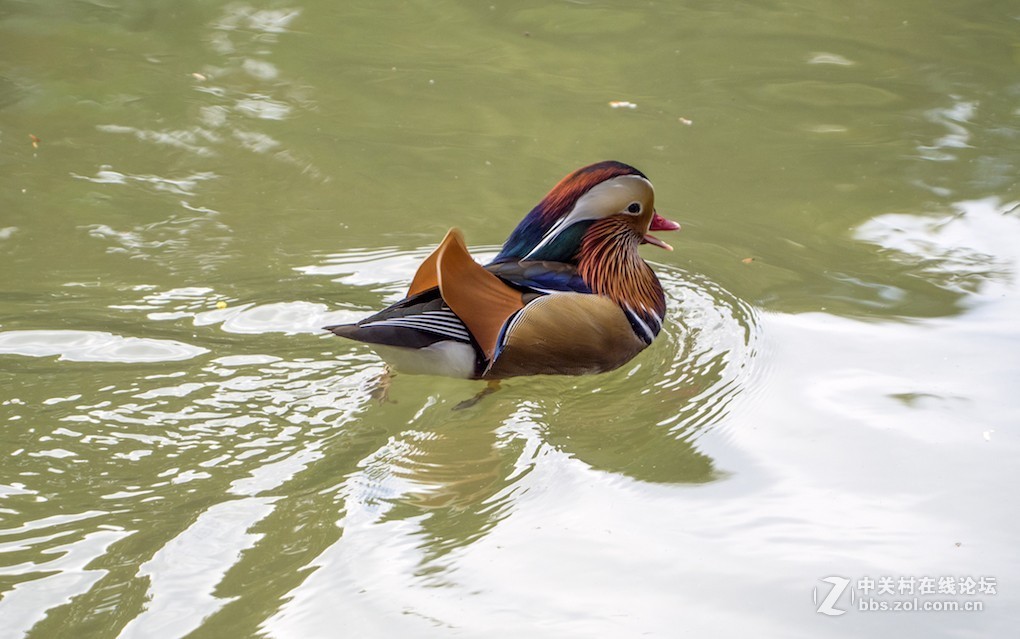 微单长焦镜拍摄体验