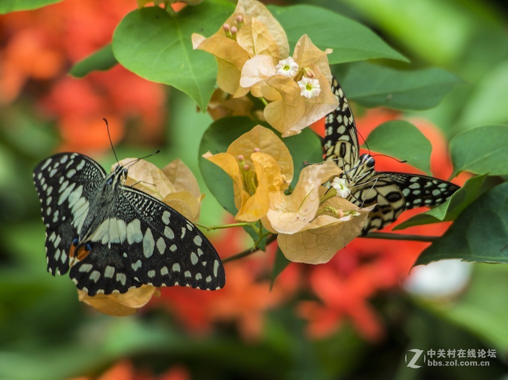 微单长焦镜拍摄体验