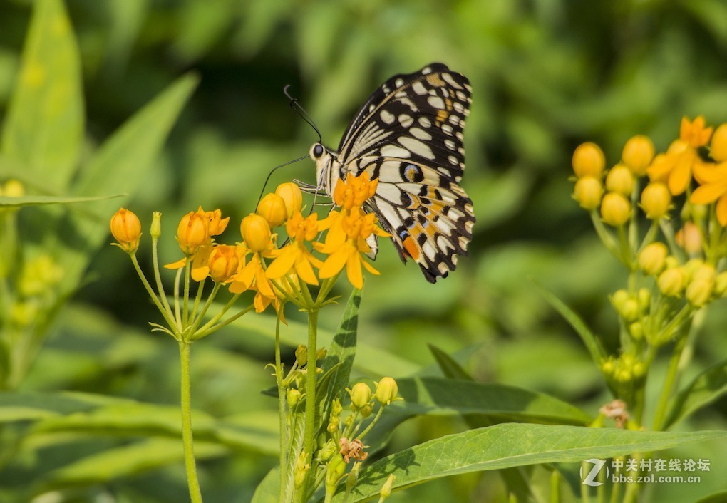 微单长焦镜拍摄体验