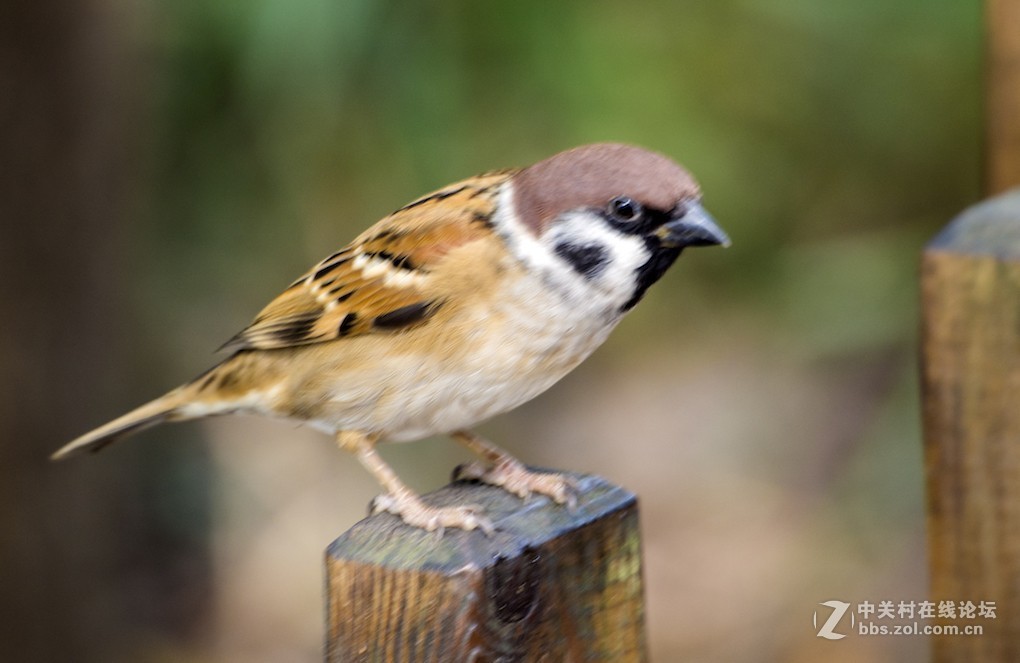 微单长焦镜拍摄体验