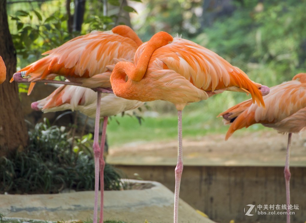 微单长焦镜拍摄体验