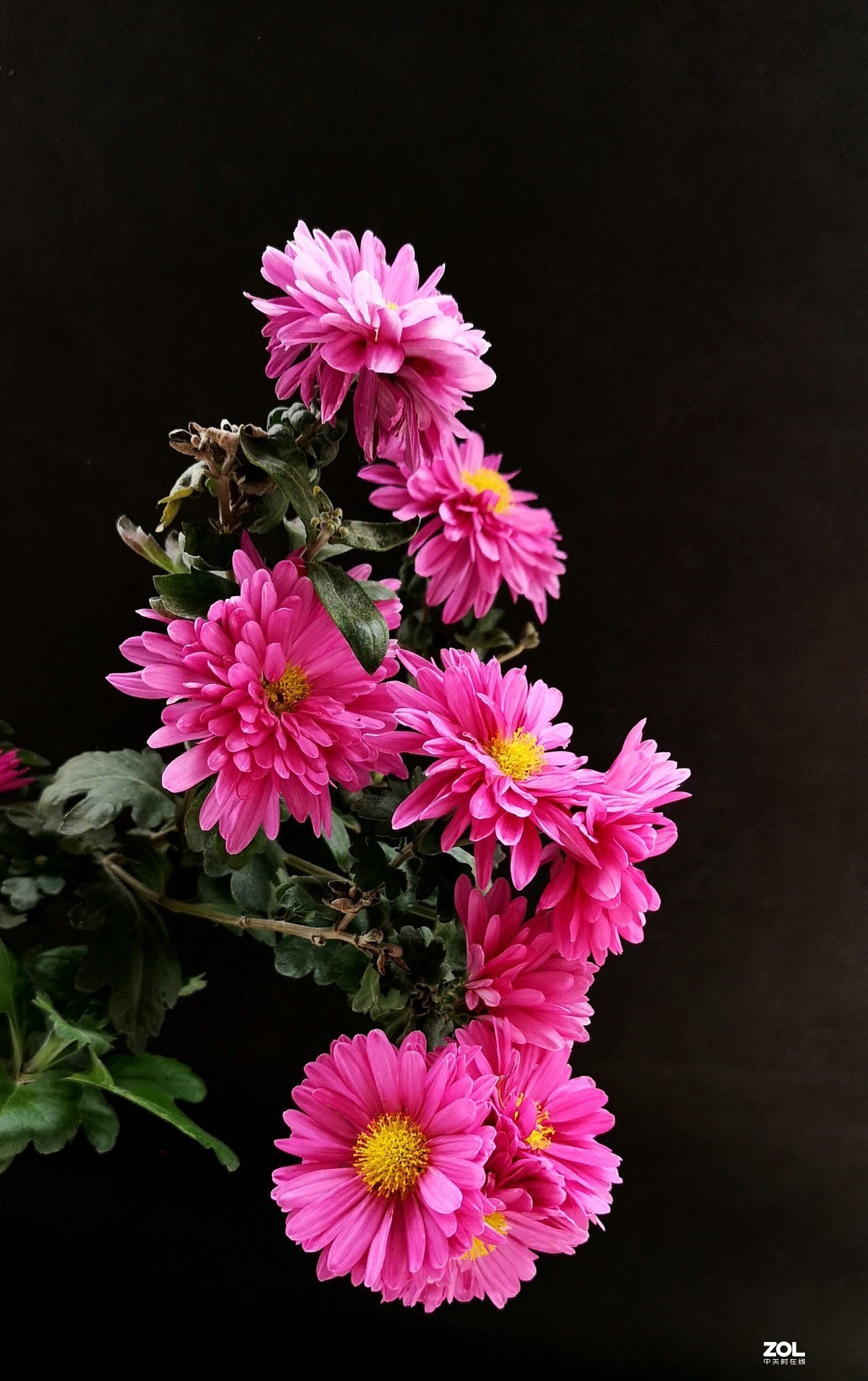菊花两幅