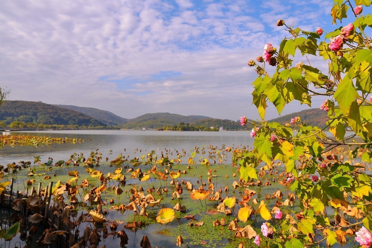 南北湖秋游D800E加适马24 1.4一镜走天下，能拍就拍拍不到就看看！