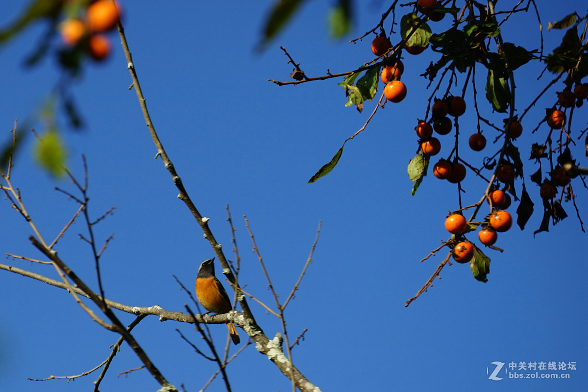 一棵野柿子树结满了小柿子