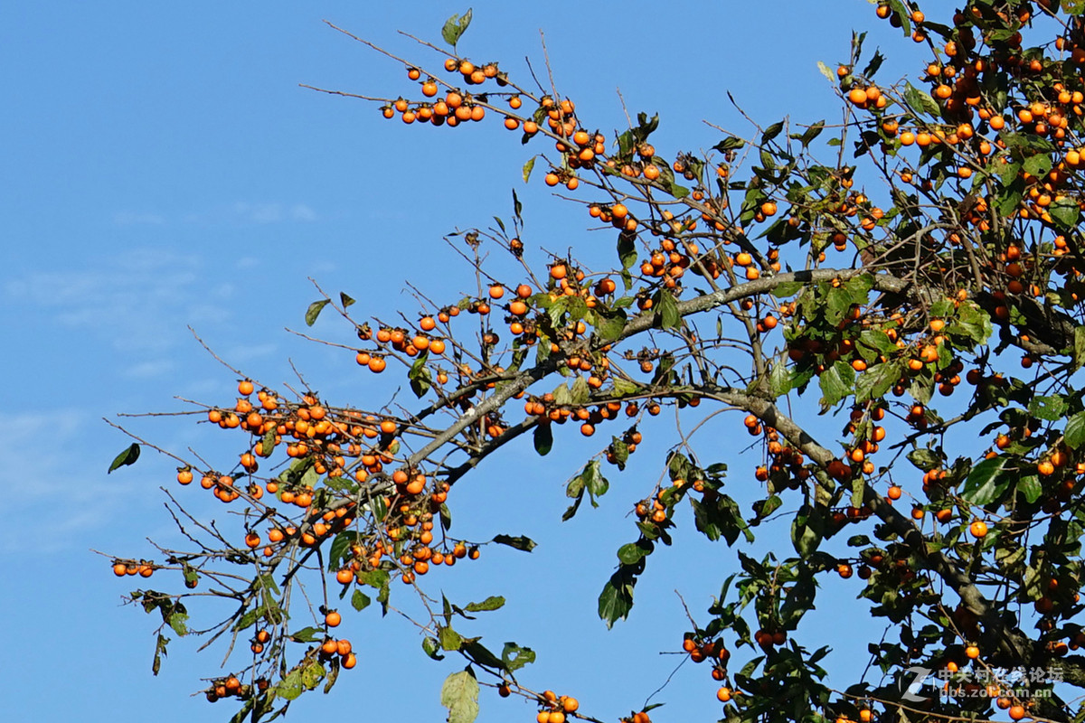 一棵野柿子树结满了小柿子