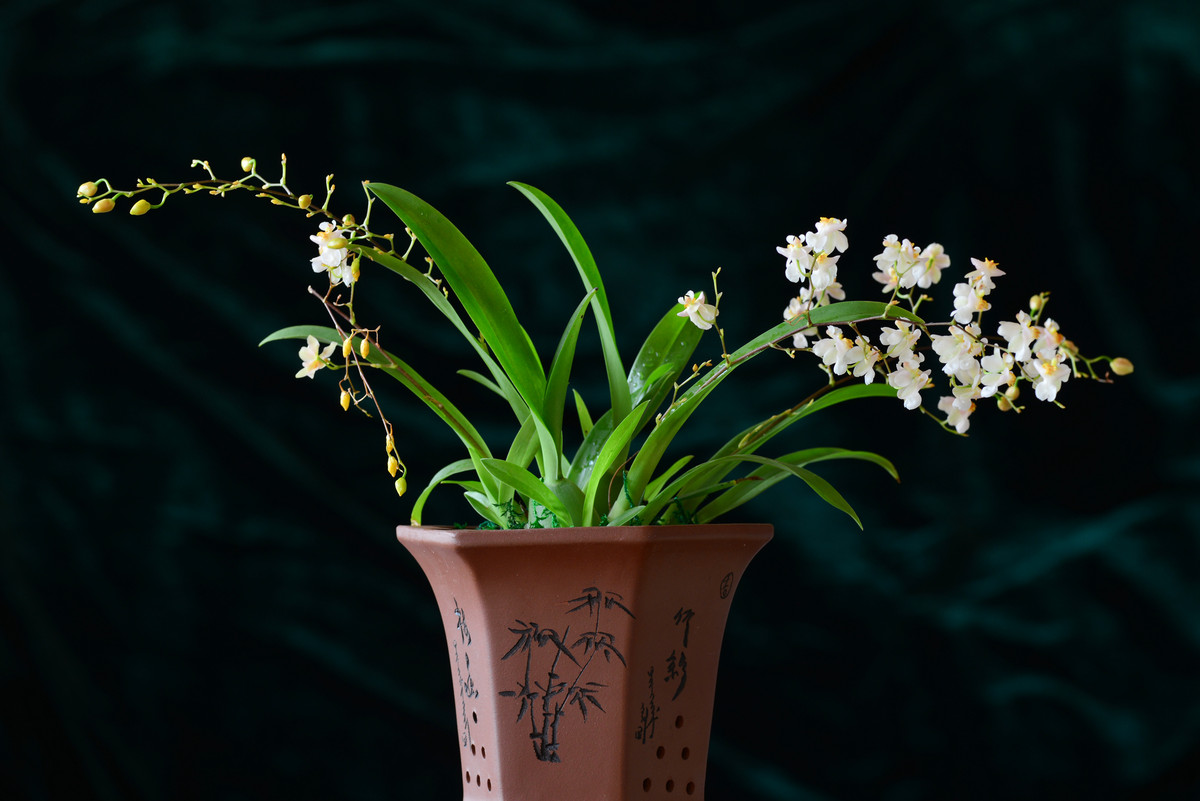 进入蔡百微试拍