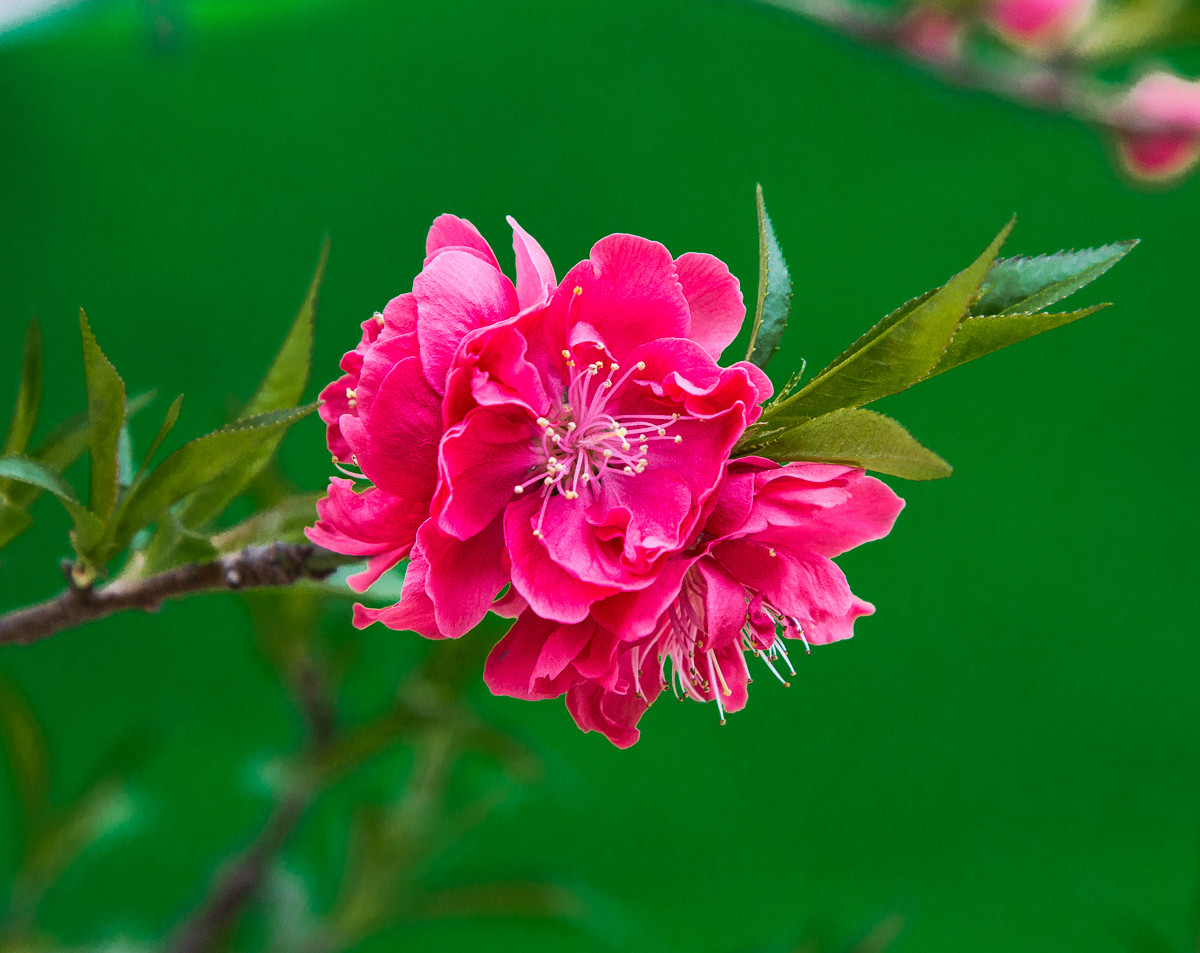 20160328粉红碧桃花