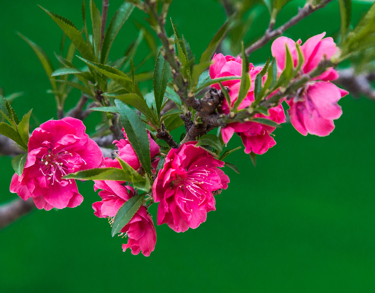 20160328粉红碧桃花