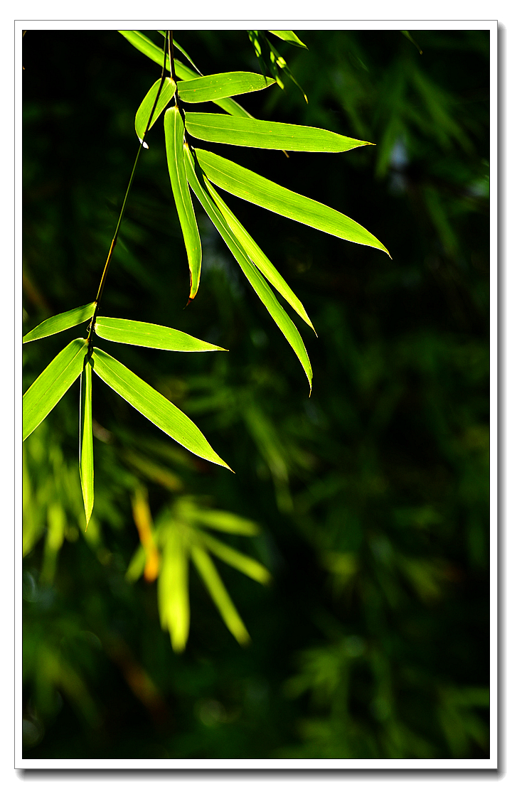 《 竹叶 》-中关村在线摄影论坛