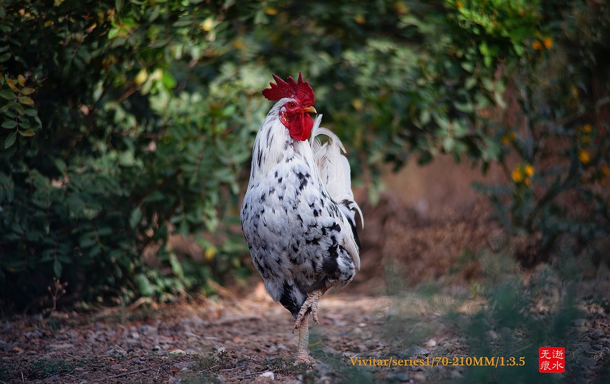 威达神镜一号7021067mm花公鸡