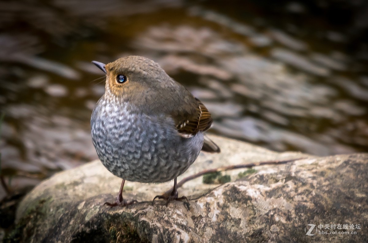 D810+适马150-600C拍的鸟