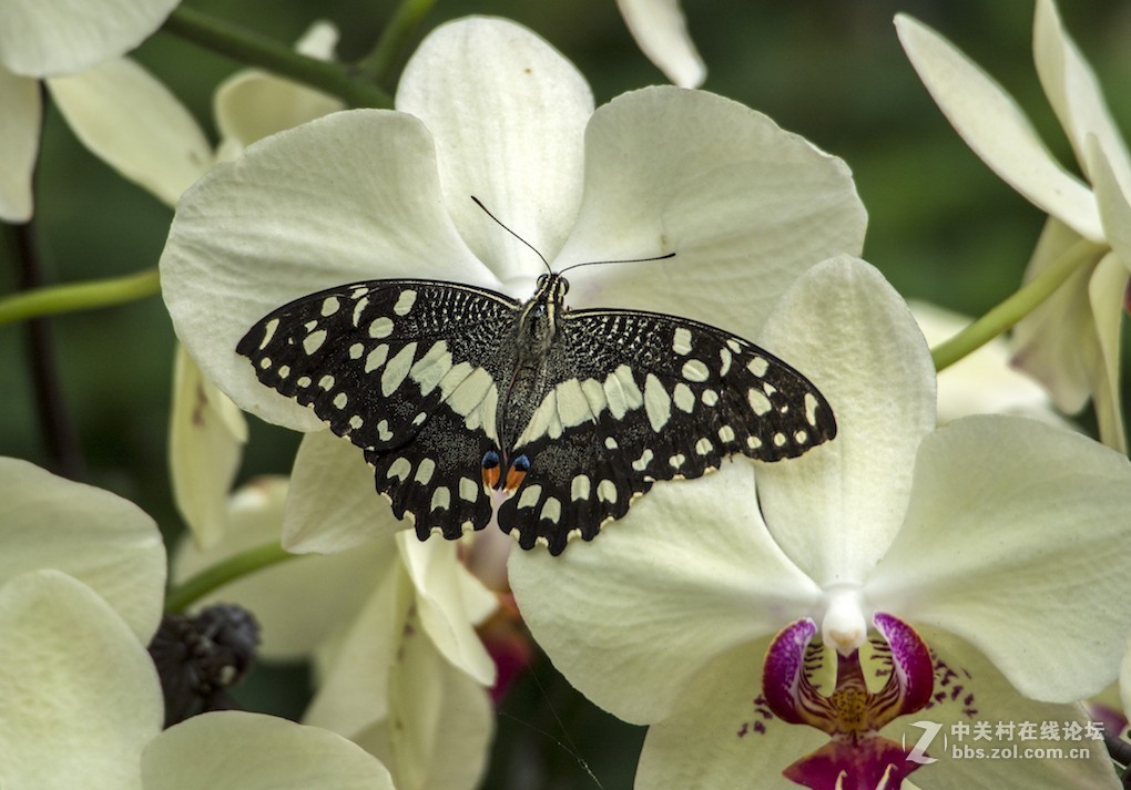 微单长焦镜拍摄体验