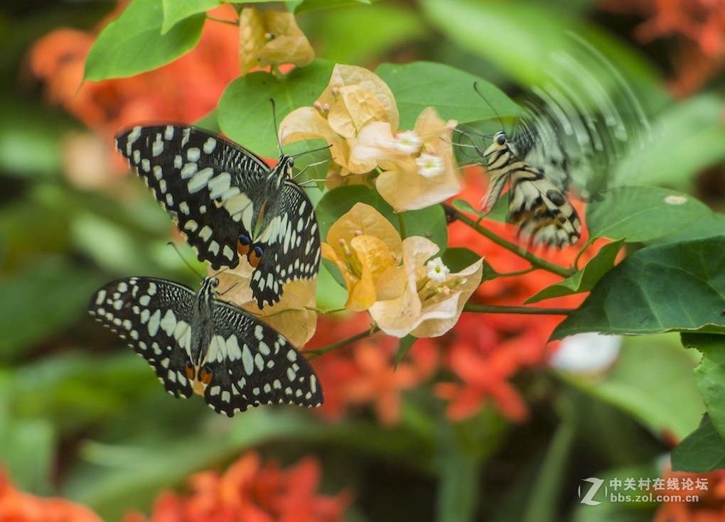 微单长焦镜拍摄体验