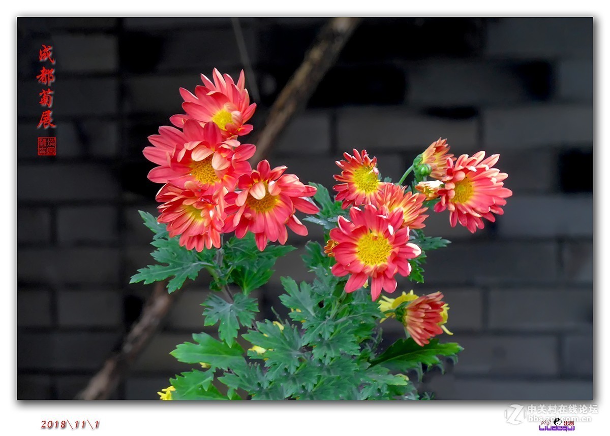 松下LF1拍菊花