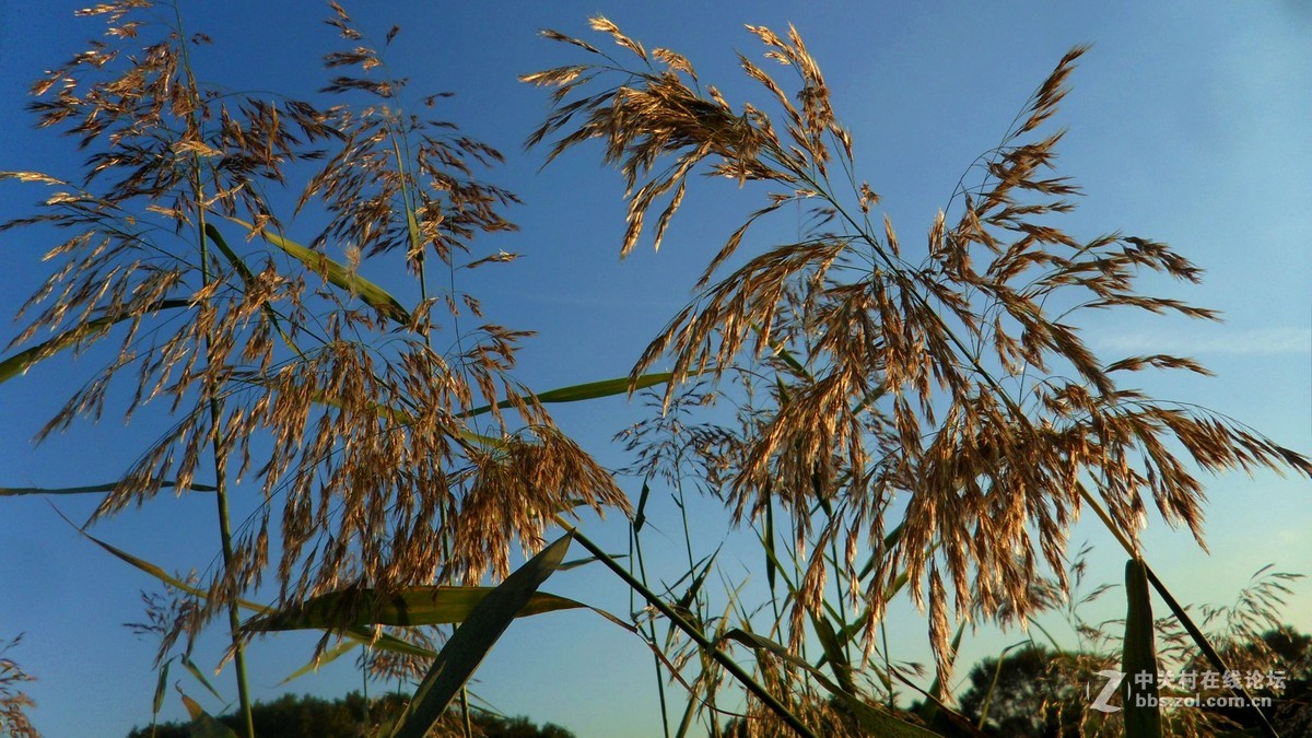 关东的芦苇花之美不亚于微山湖的芦苇花