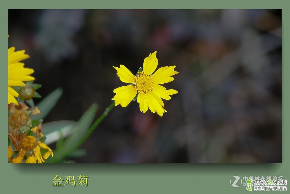 金鸡菊