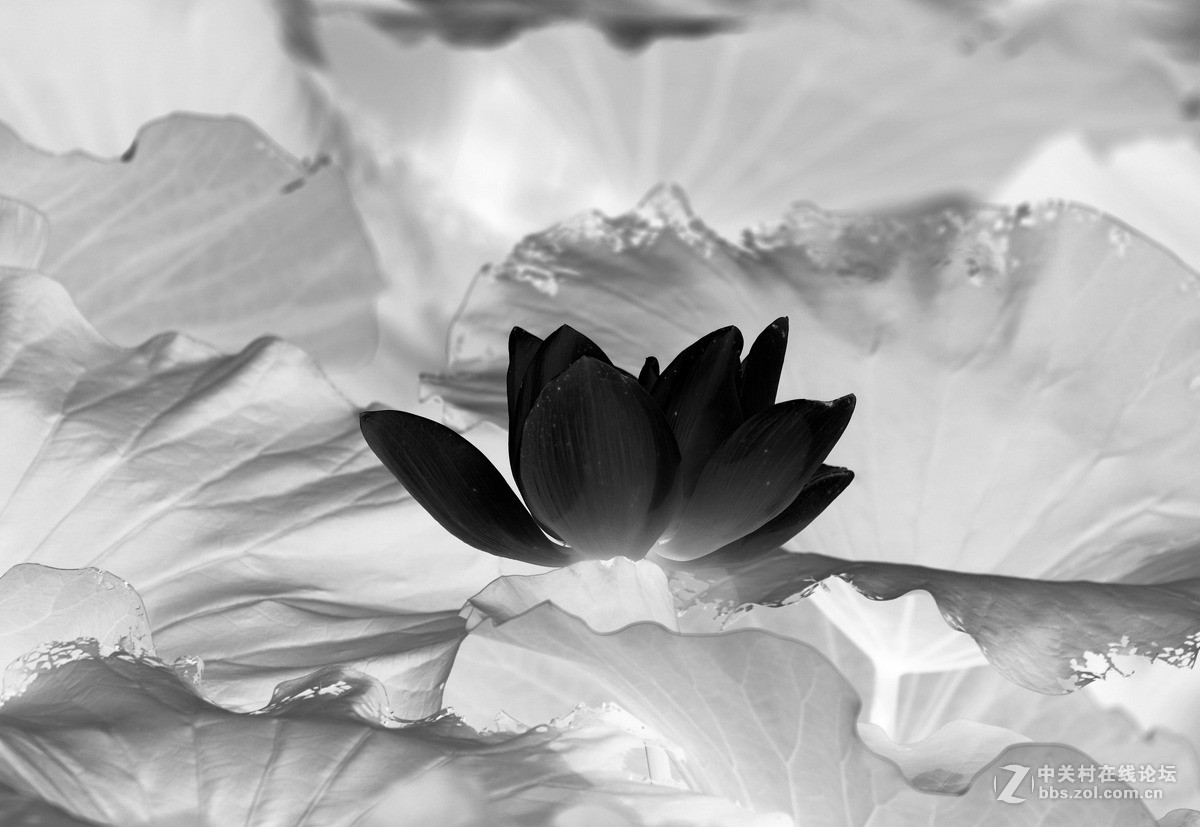 一组黑白荷花图