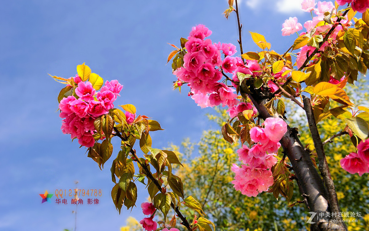 恭迎“山野上”荣任红河版主