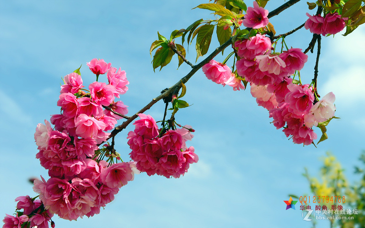 恭迎“山野上”荣任红河版主