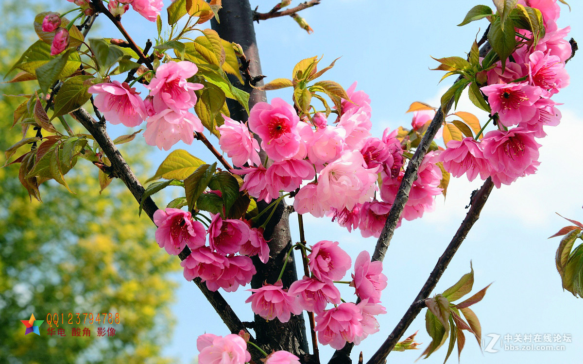恭迎“山野上”荣任红河版主