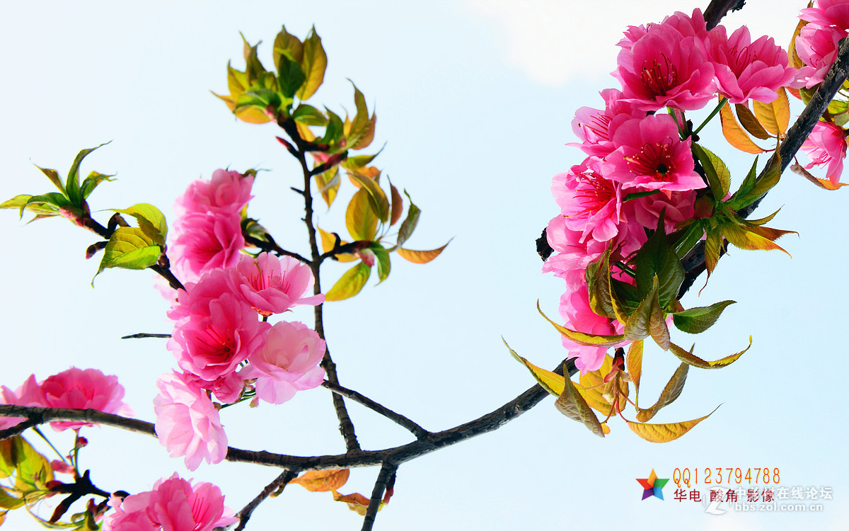 恭迎“山野上”荣任红河版主