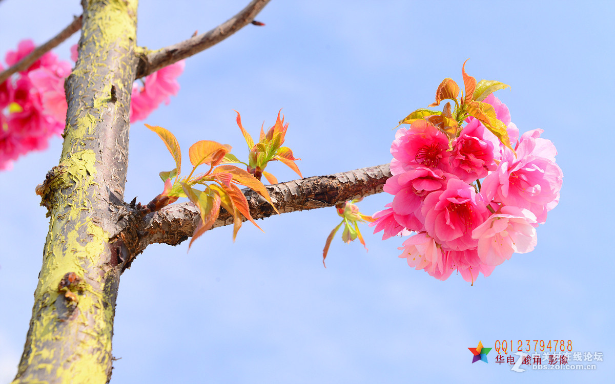 恭迎“山野上”荣任红河版主