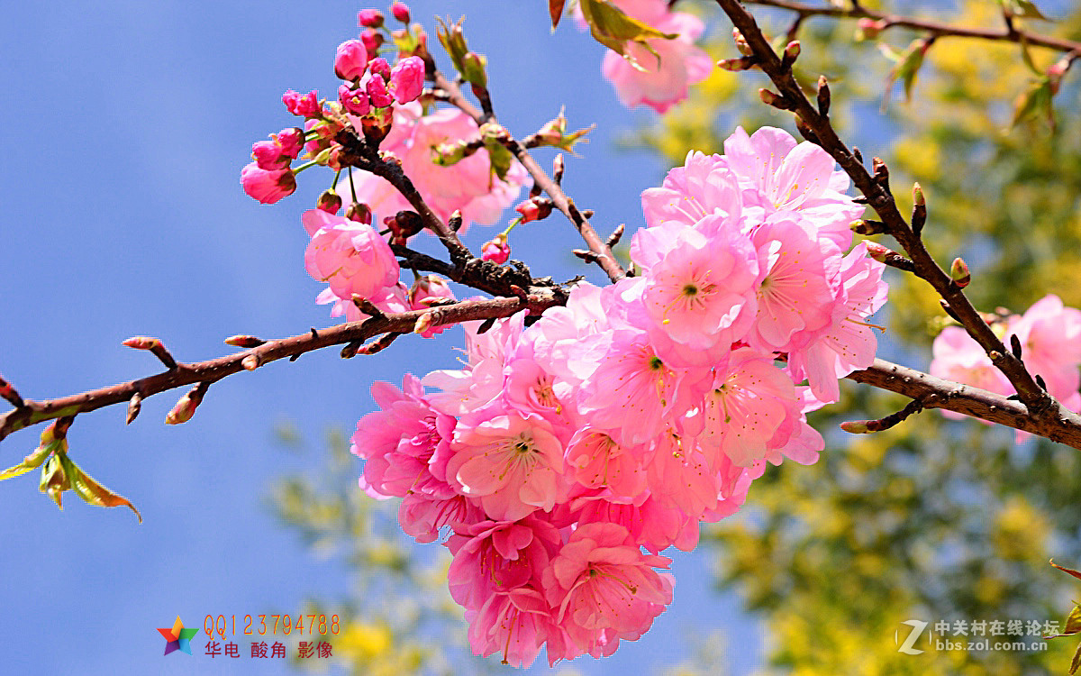 恭迎“山野上”荣任红河版主