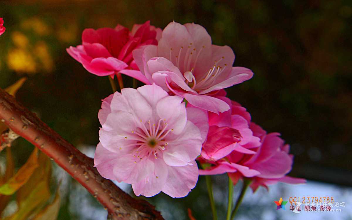 恭迎“山野上”荣任红河版主