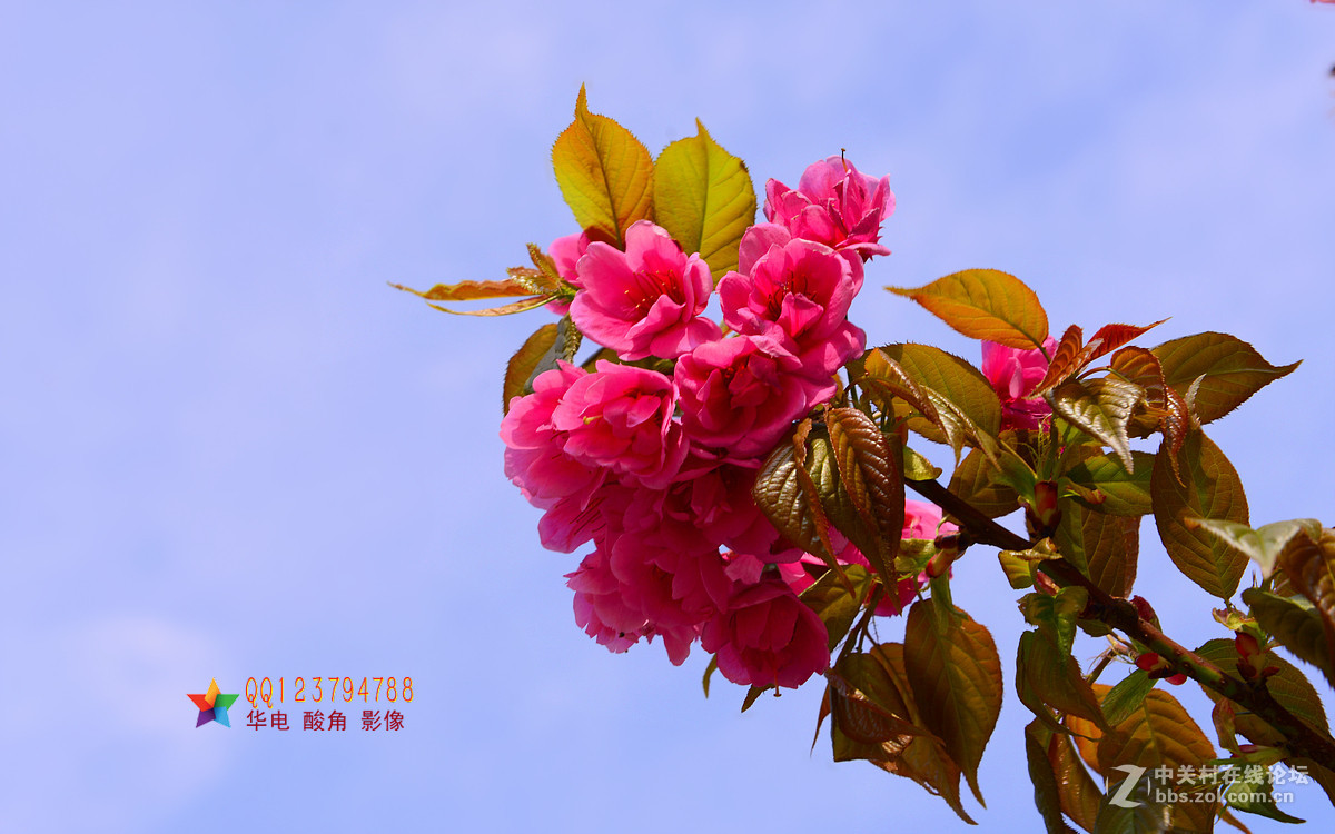 恭迎“山野上”荣任红河版主