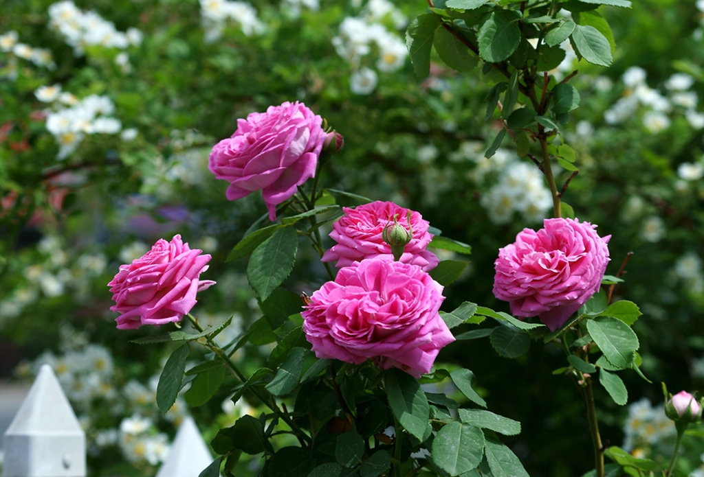 花落花又開