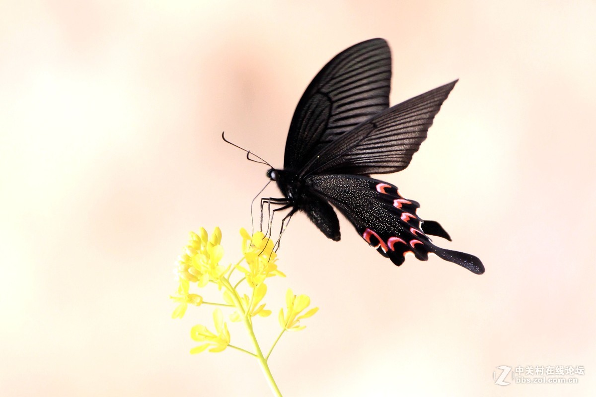 一只黑凤蝶