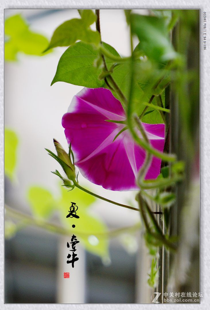 夏·牵牛