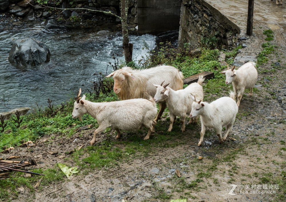 火儿坑与吊锅儿