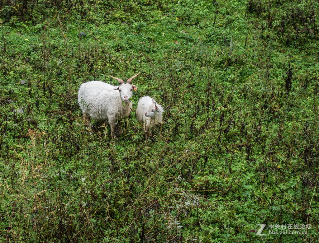 火儿坑与吊锅儿