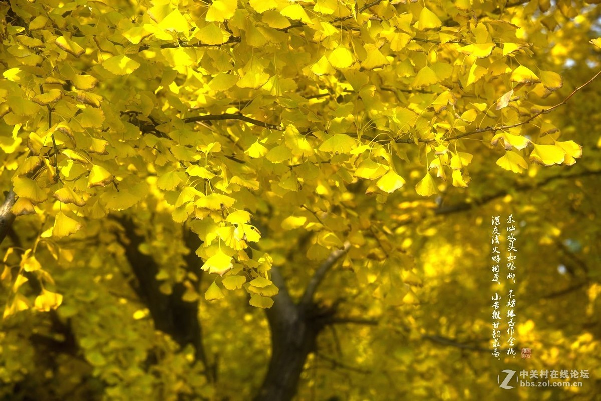 鸭脚秋里金色黄