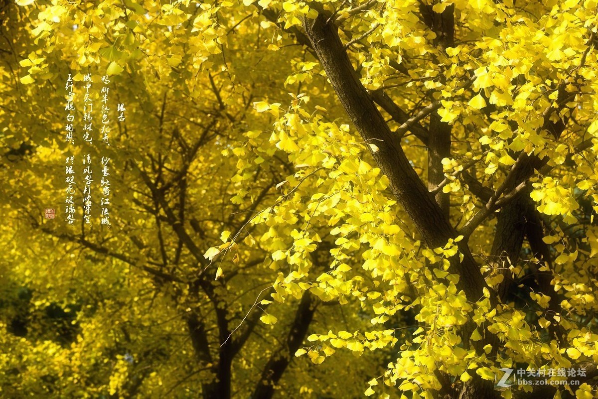 鸭脚秋里金色黄