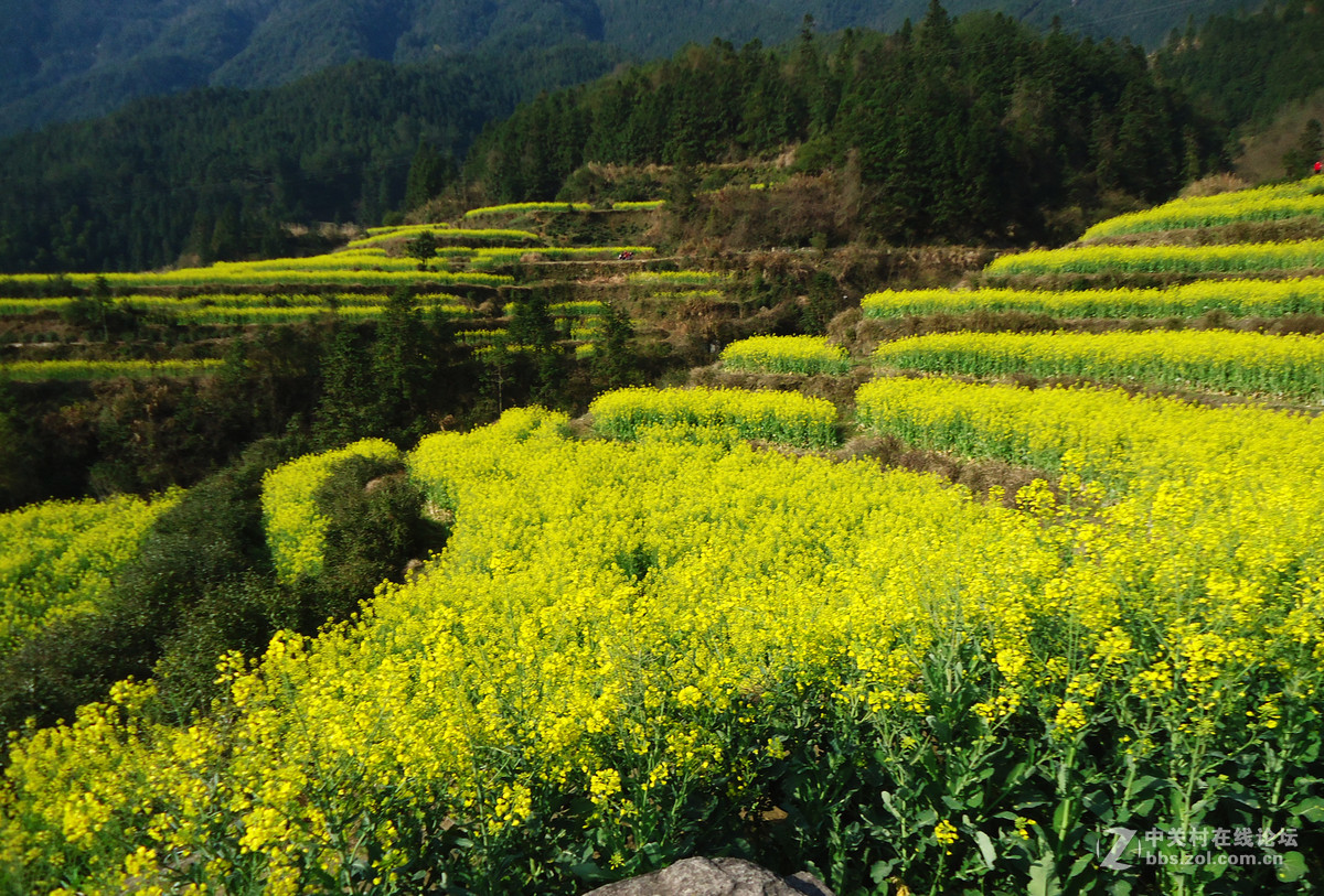 江铃油菜花图片