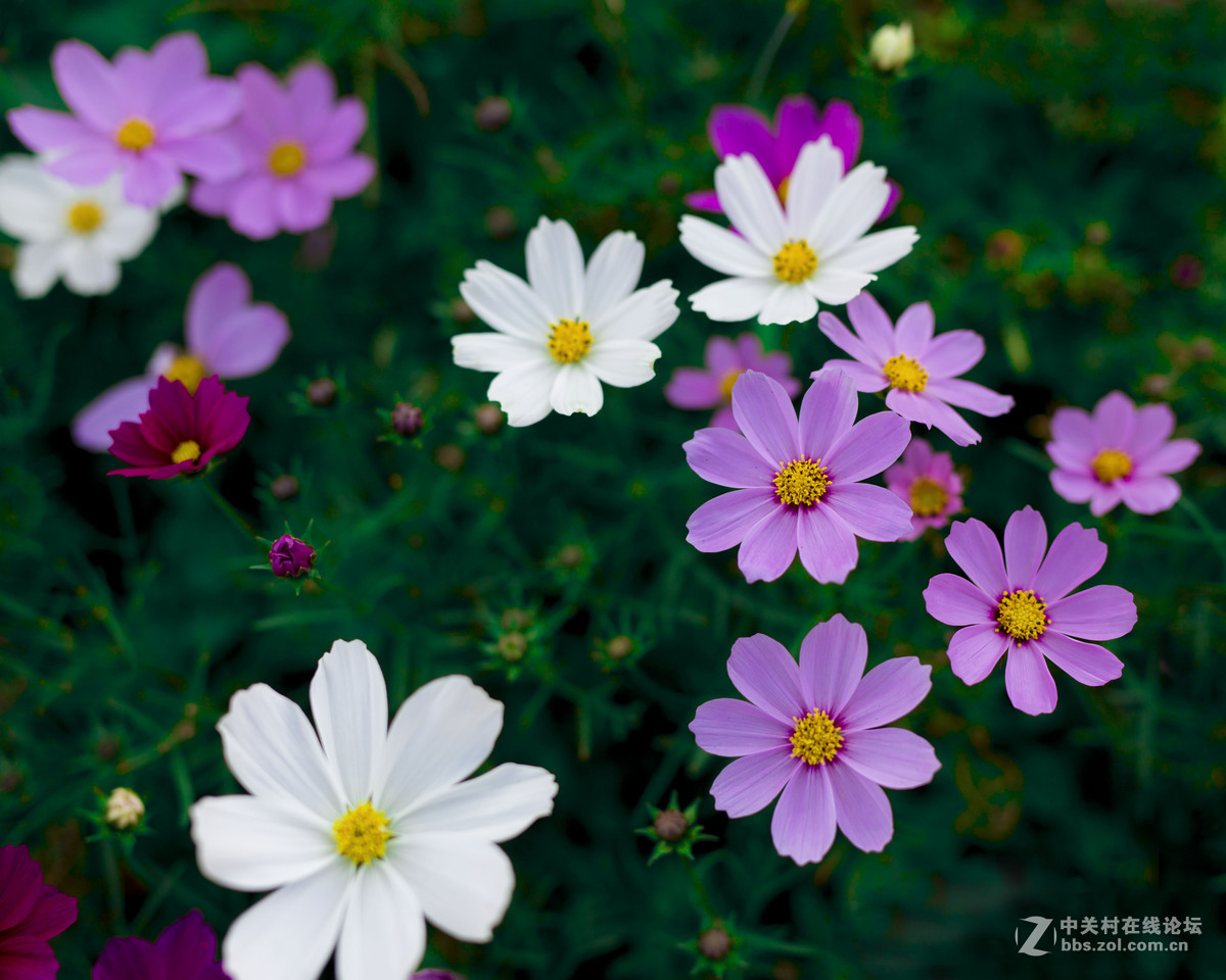 #佳能月赛-与佳能一起去踏青#  春天里的星星