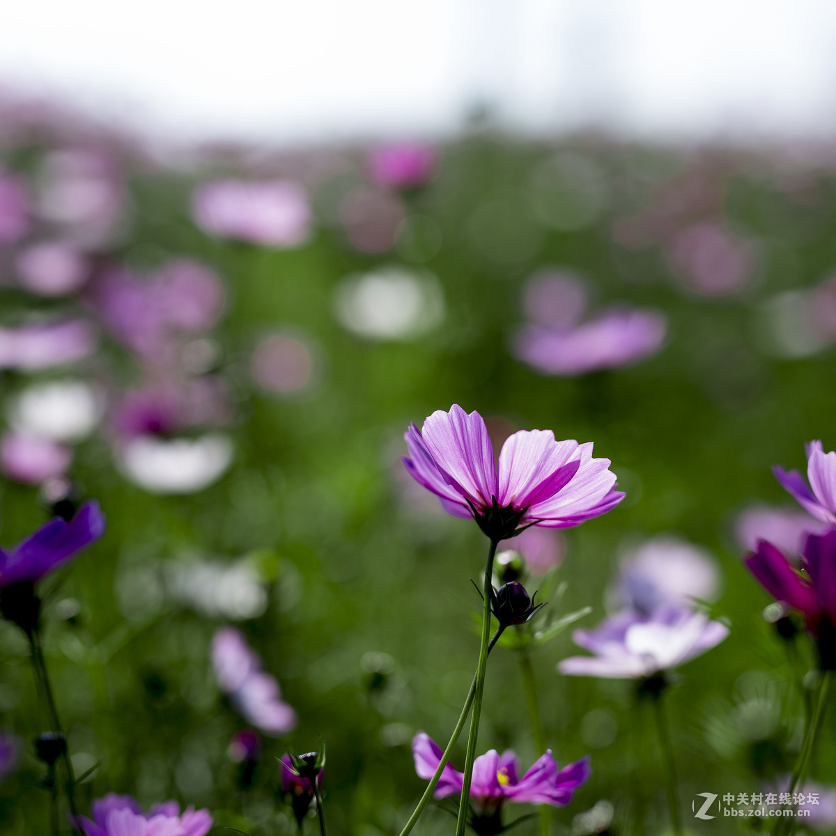 #佳能月赛-与佳能一起去踏青#  春天里的星星