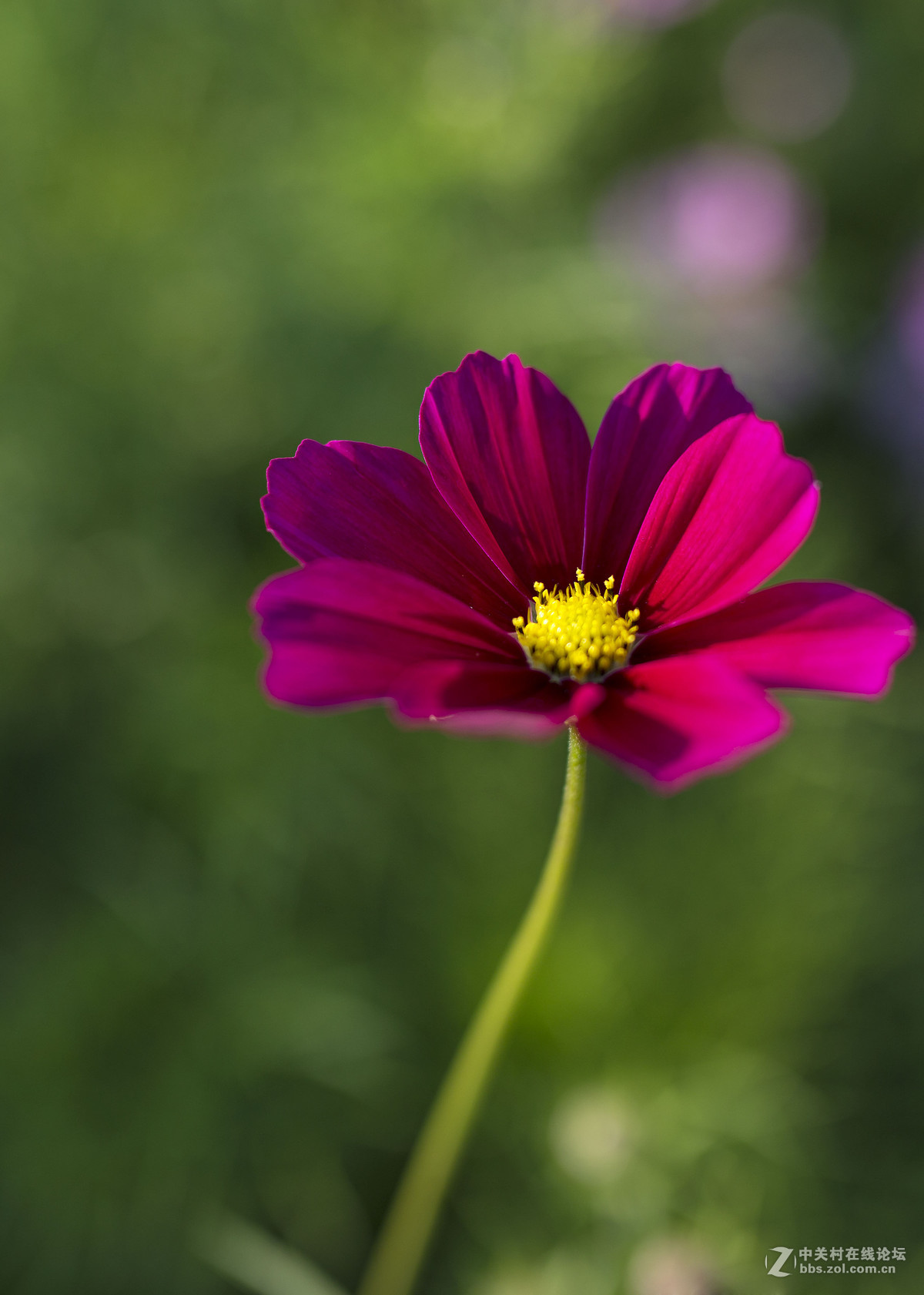 #佳能月赛-与佳能一起去踏青#  春天里的星星