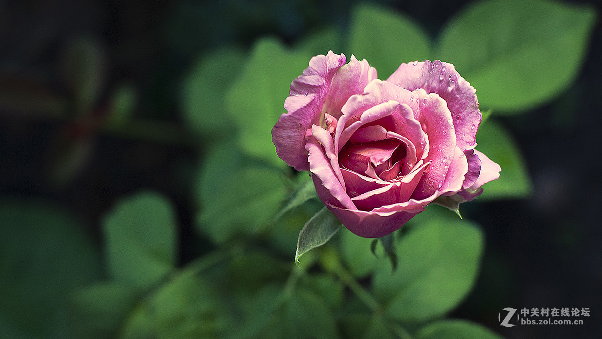 #佳能月赛-与佳能一起去踏青#  春天里的星星