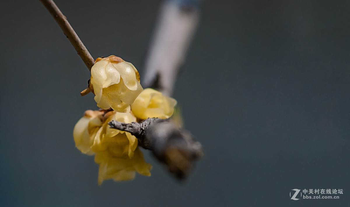 腊梅迎春