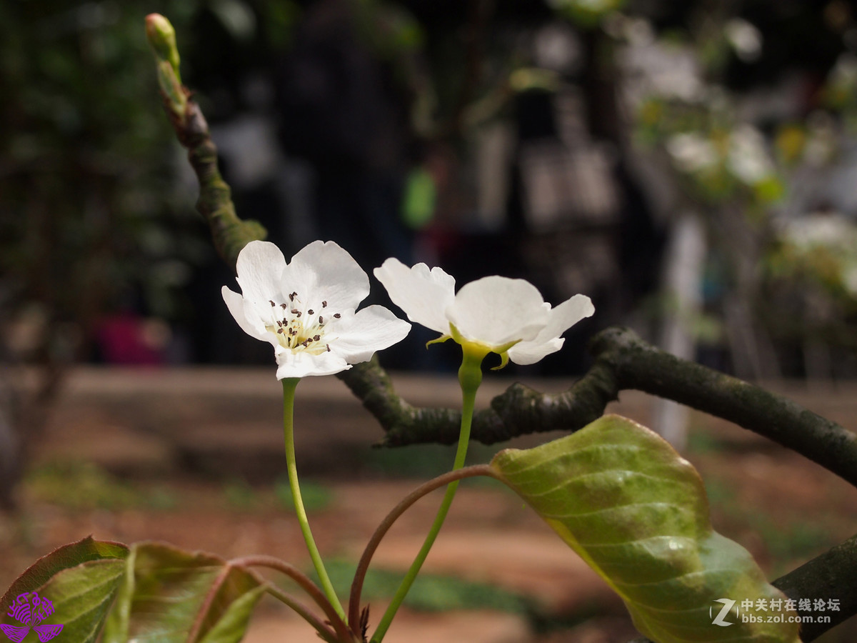 大林梨花节随拍