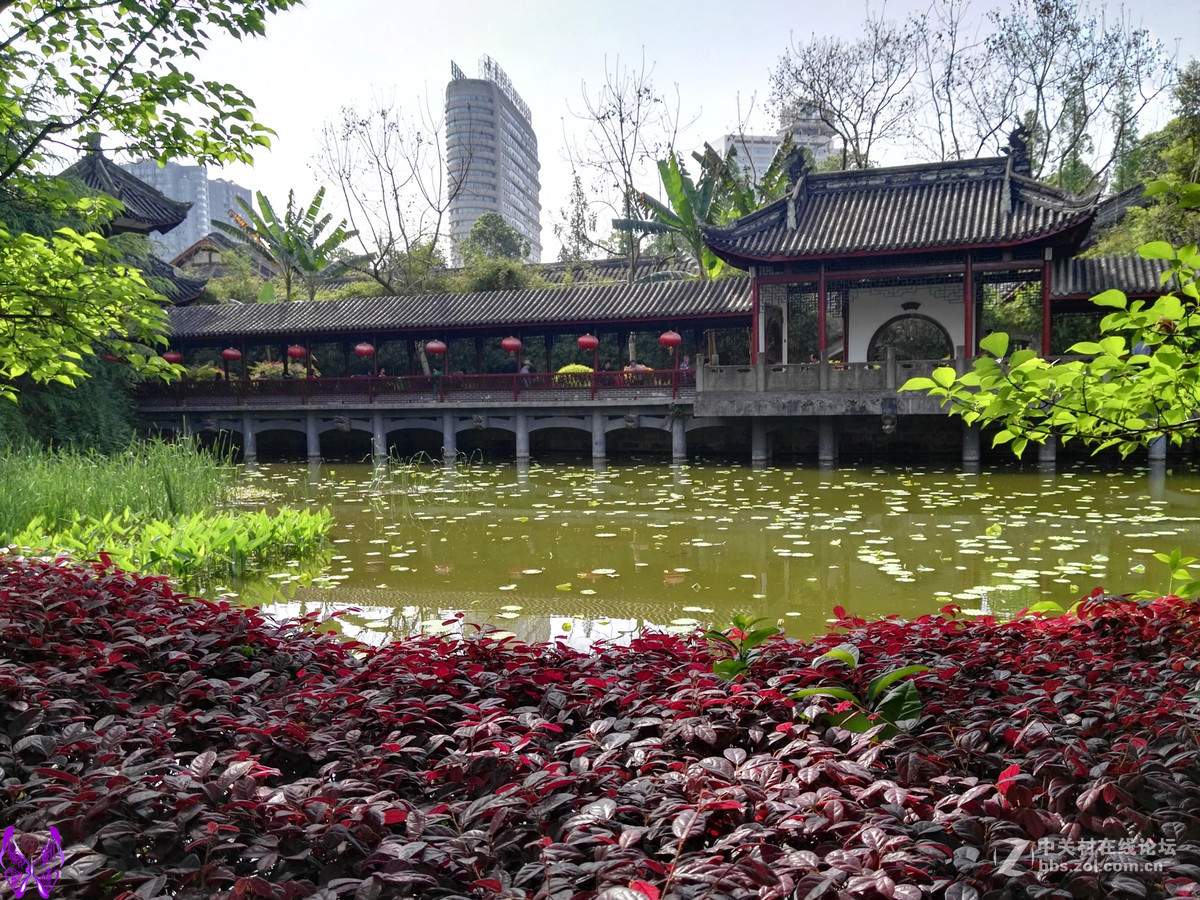 成都文化公园随拍