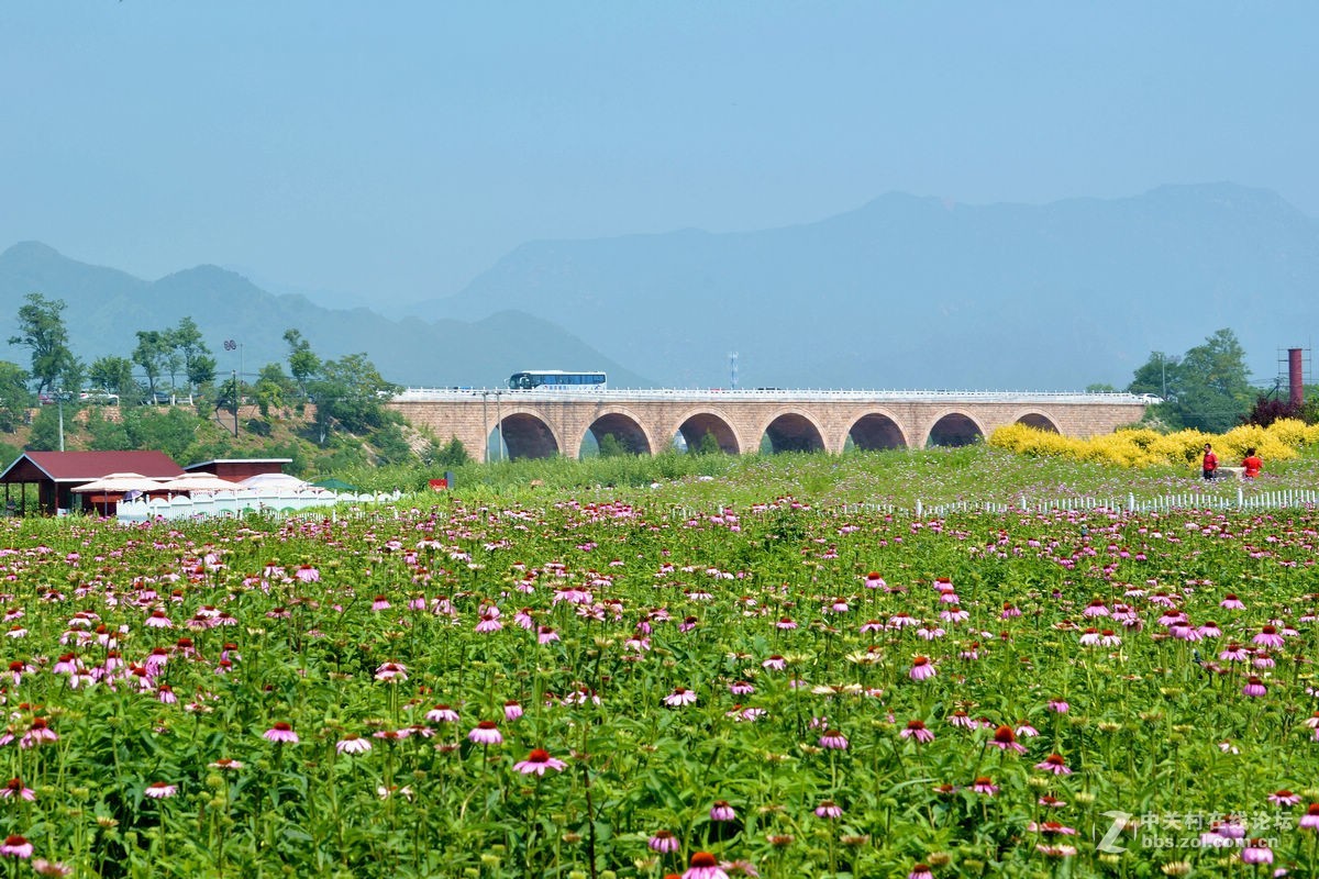 七孔桥的花海