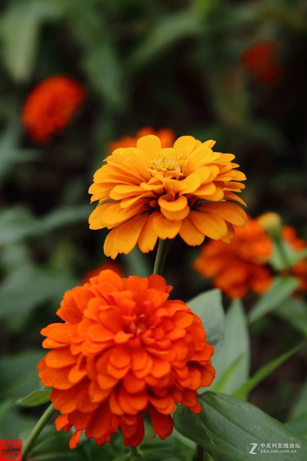 金盏菊(上)-中关村在线摄影论坛