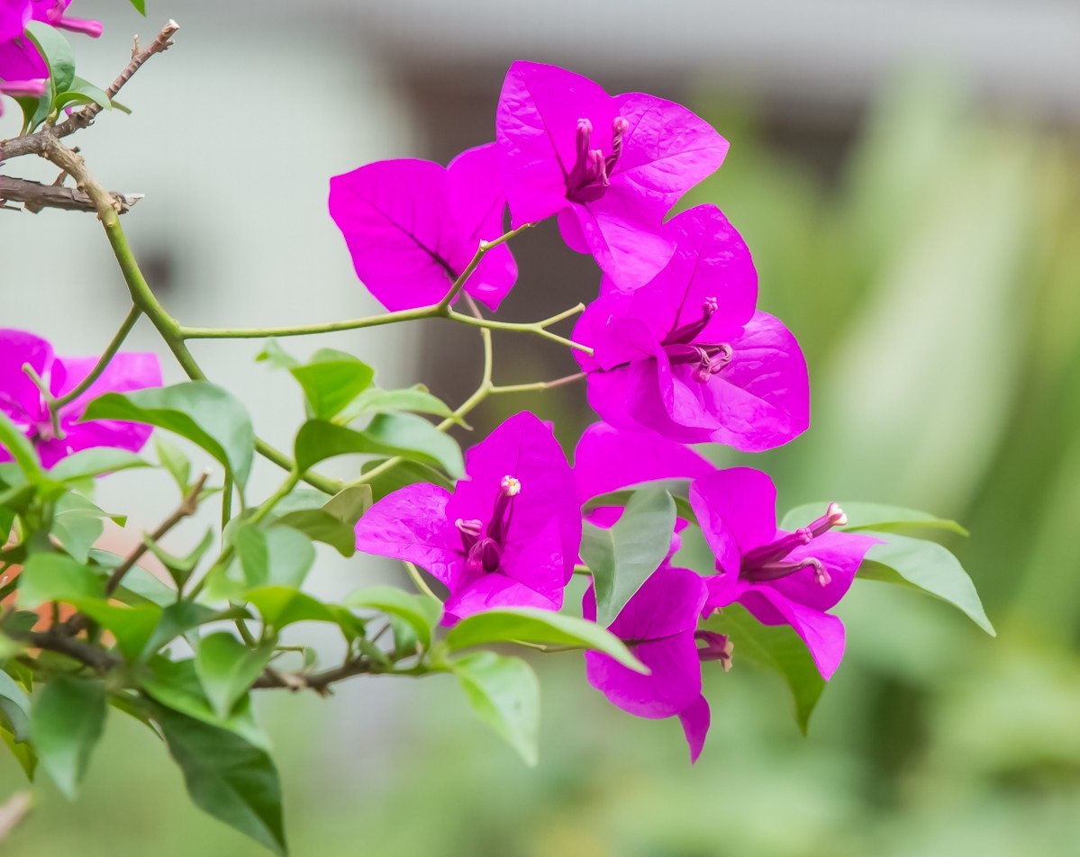 2018-05-27三角梅-中关村在线摄影论坛