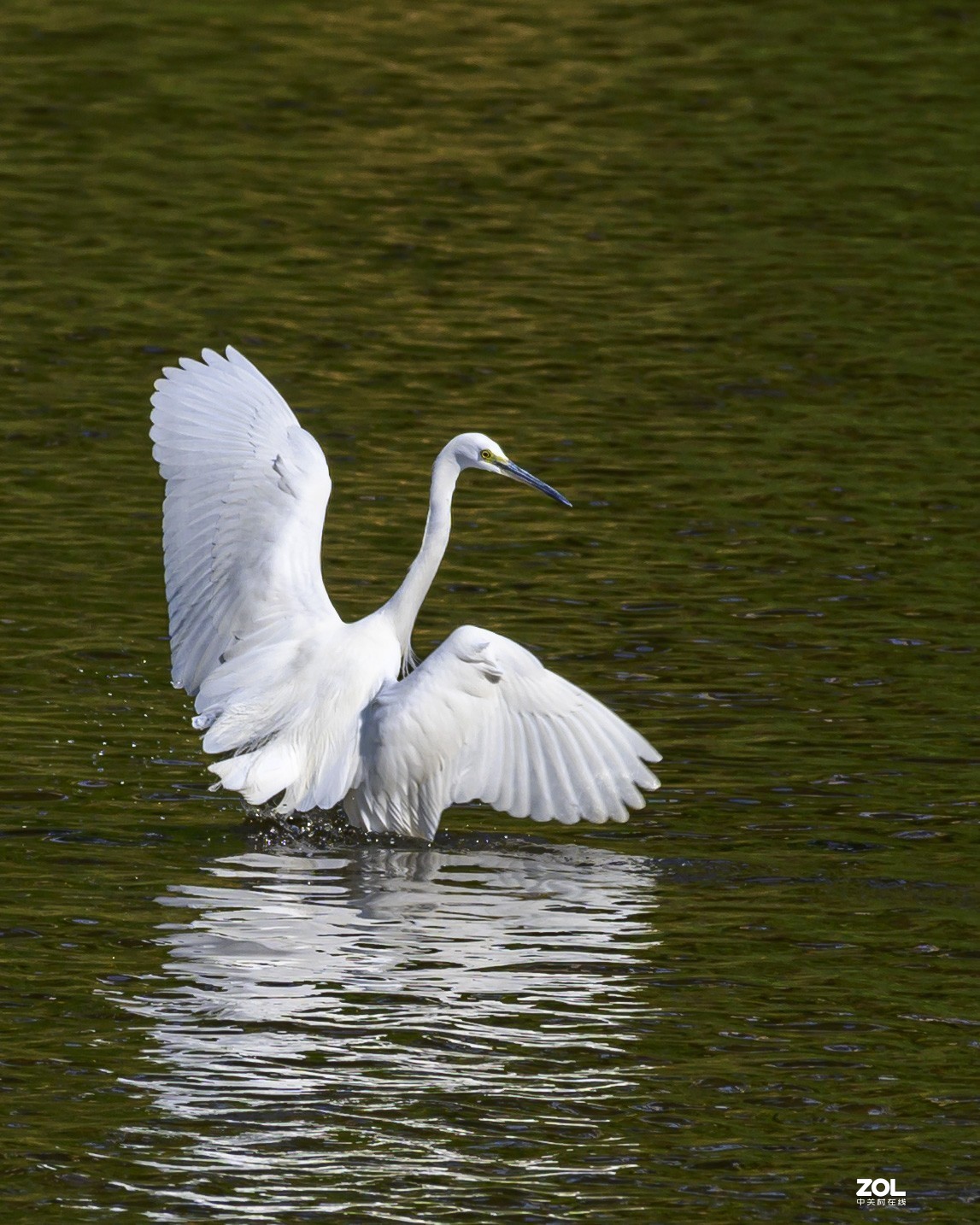 深圳龙岗河周末小景