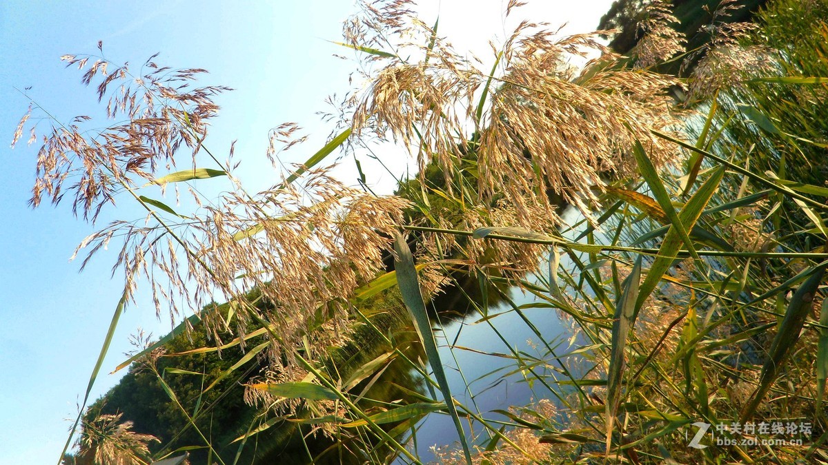 关东的芦苇花之美不亚于微山湖的芦苇花